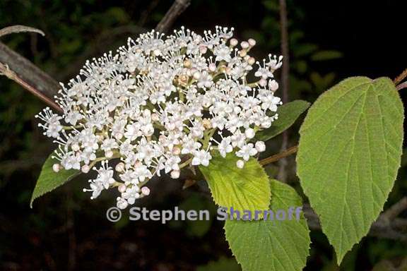 viburnum huphense ssp huphense 2 graphic